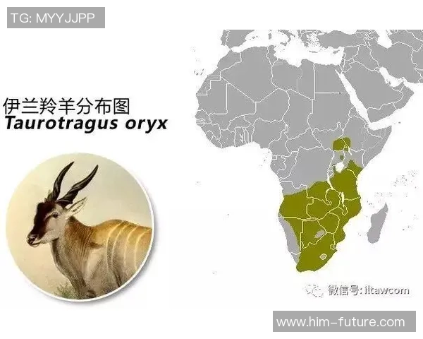 乌干达与津巴布韦足球对决全面分析及比赛前瞻 乌干达与津巴布韦足球对决全面分析及比赛前瞻